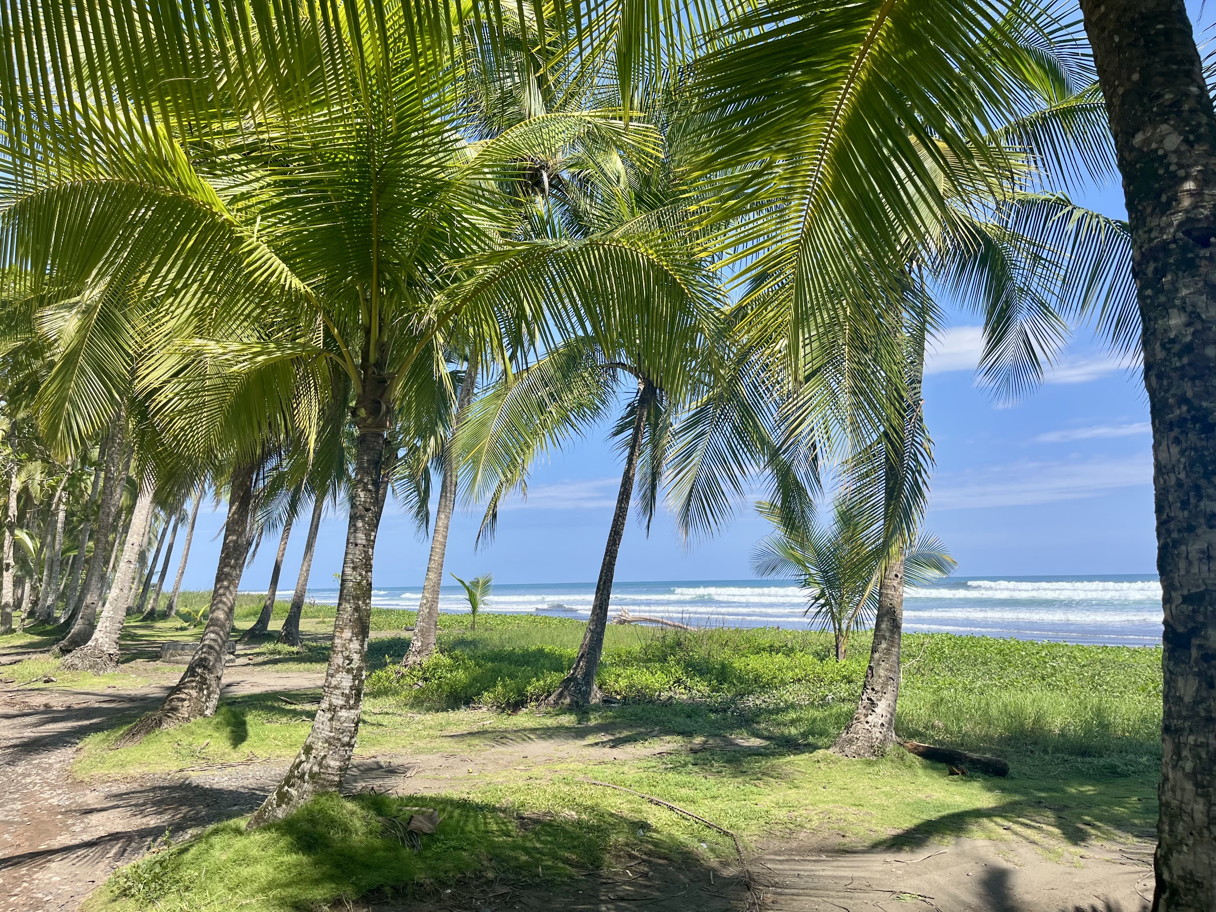 Dominical