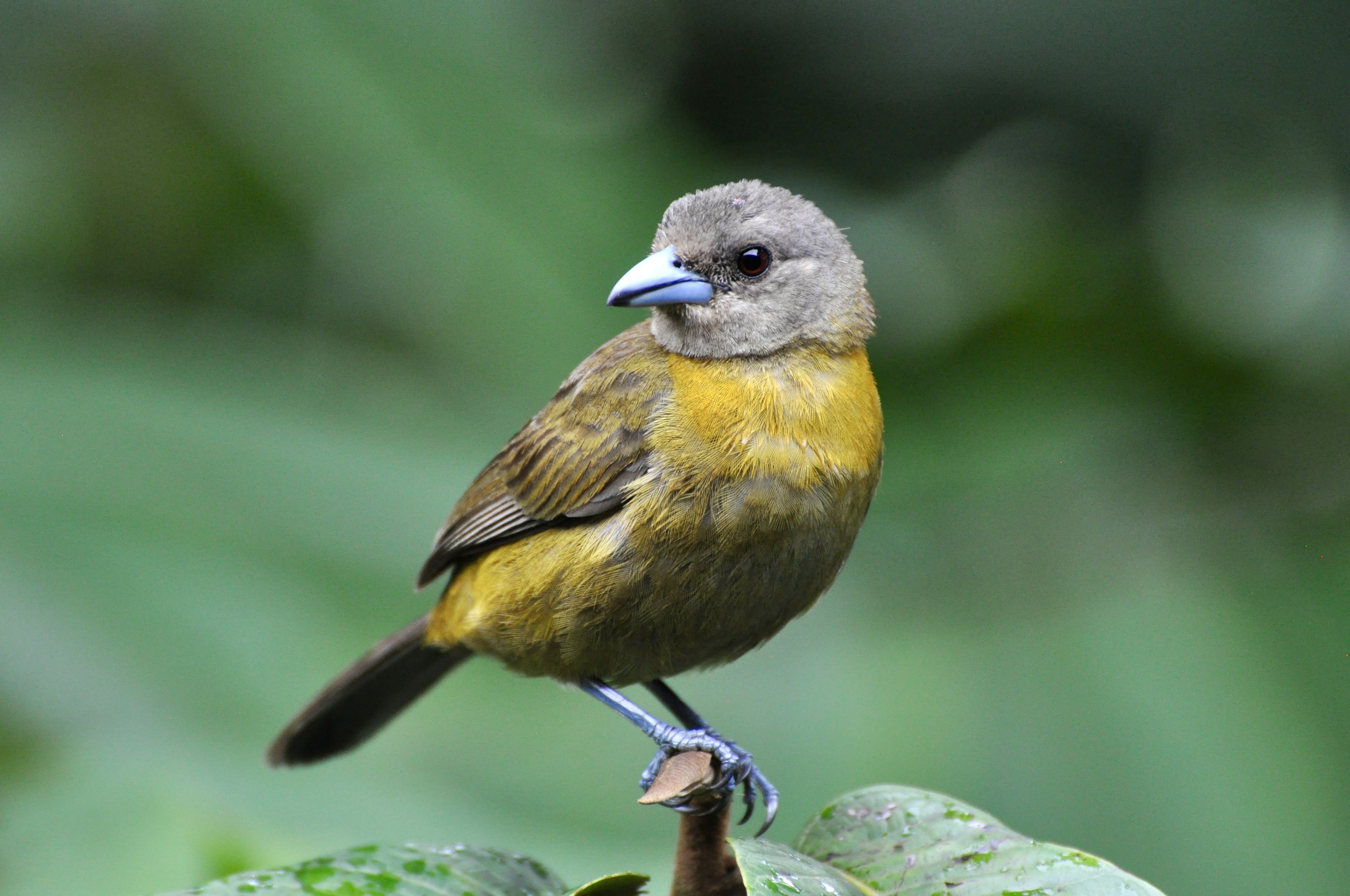 La Fortuna