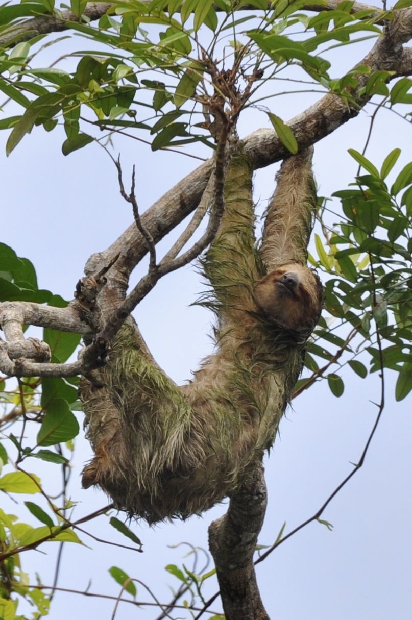 Foto aus Tortuguero