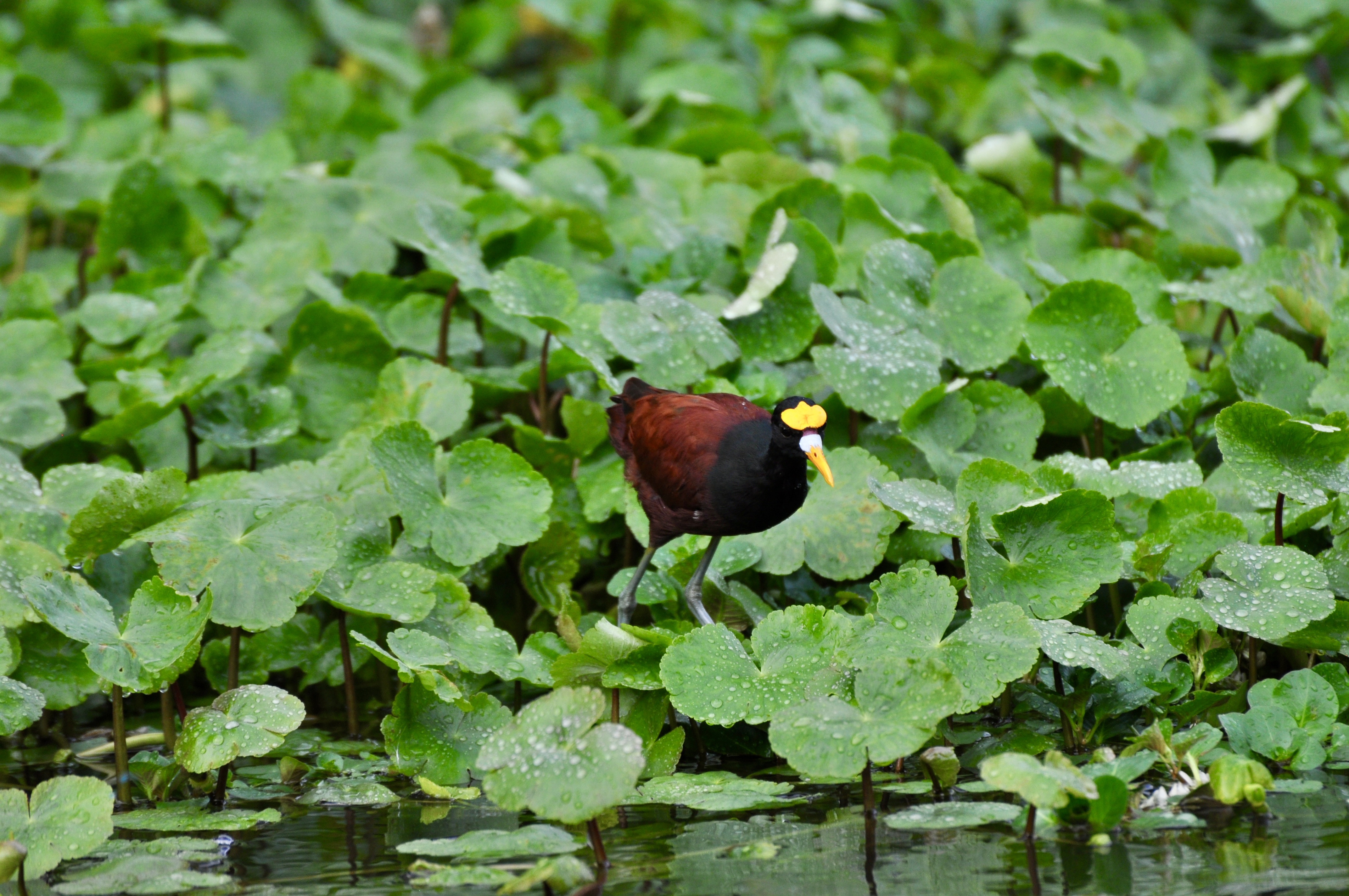 Foto aus Tortuguero