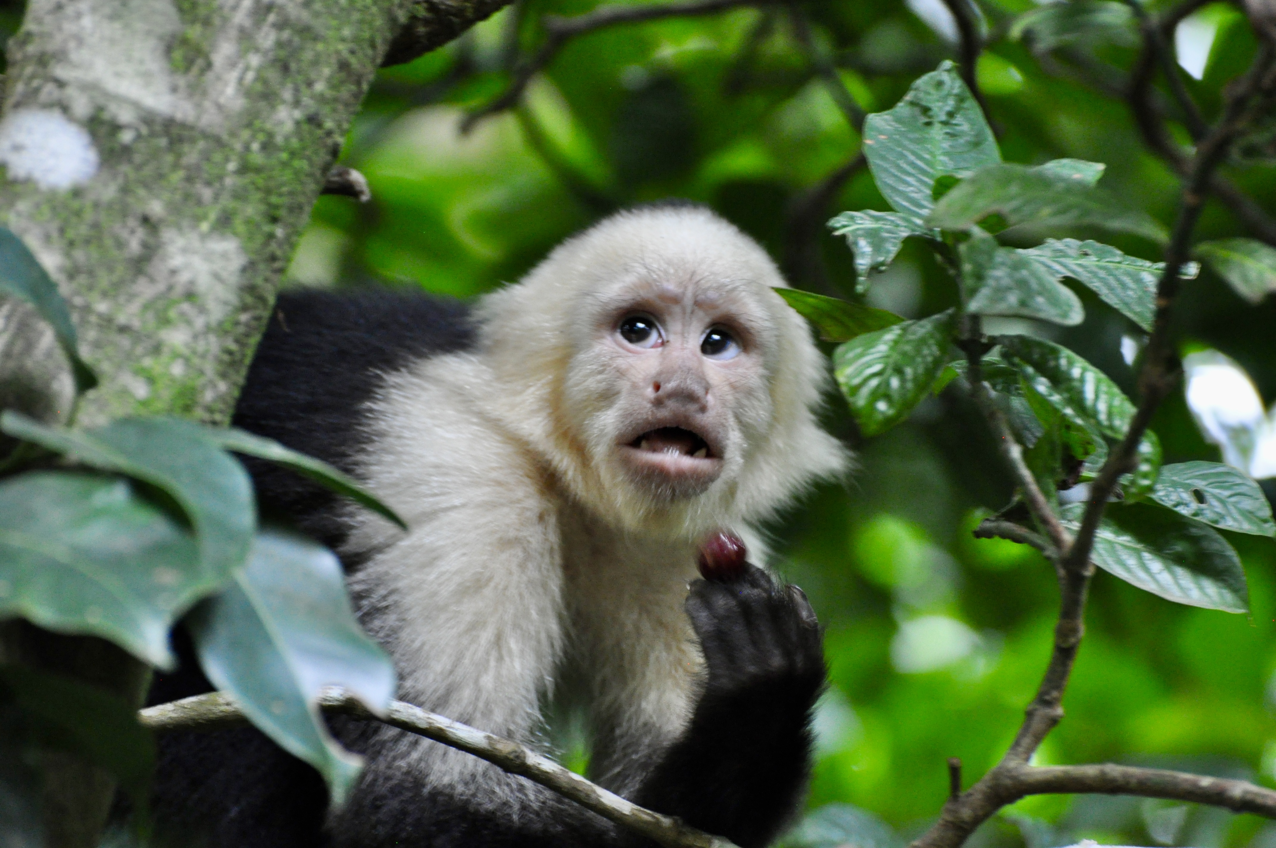 Monteverde
