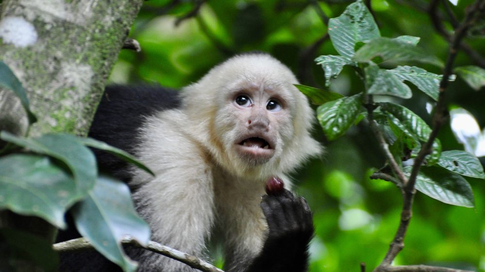 Monteverde
