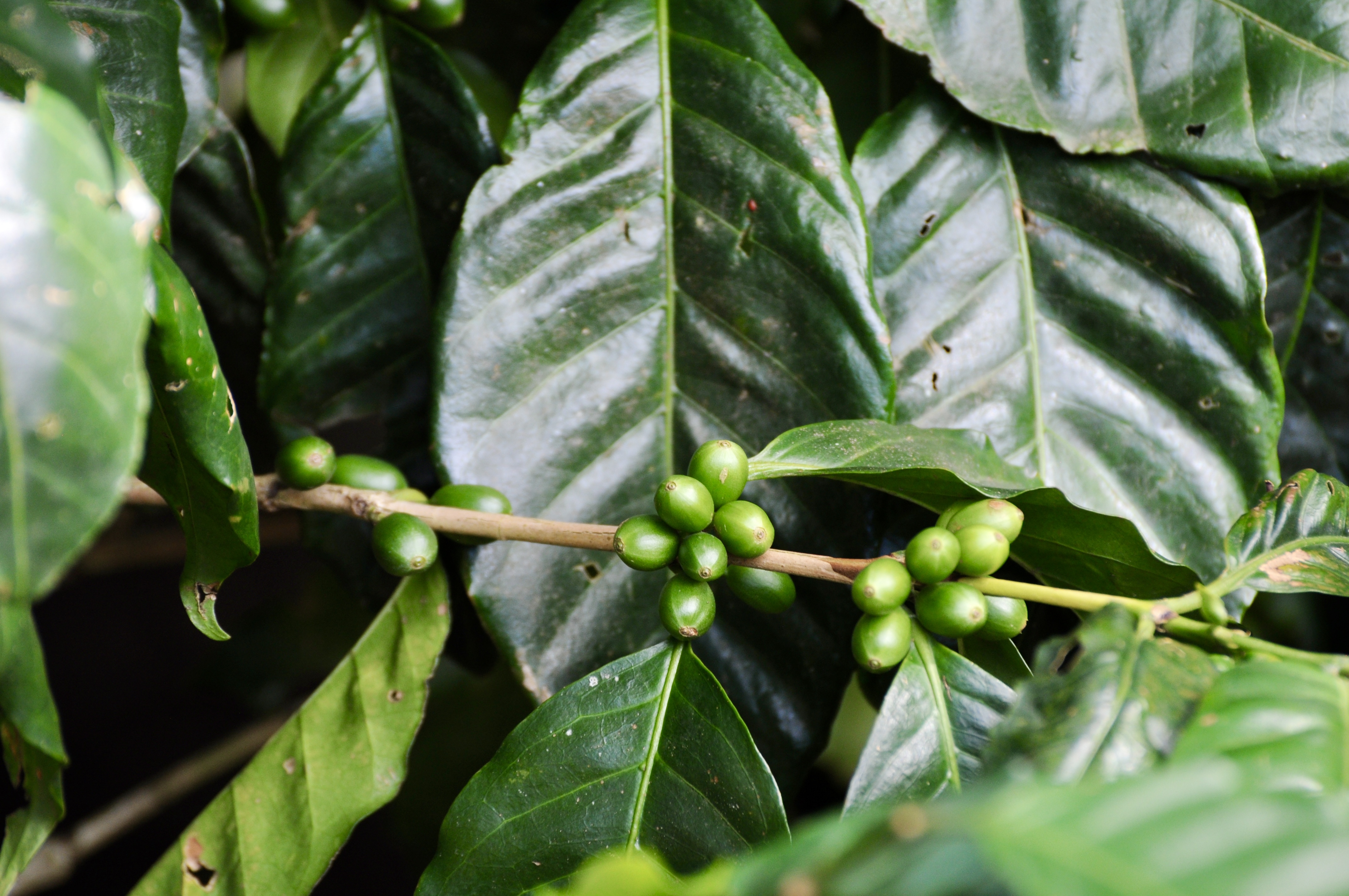 Monteverde
