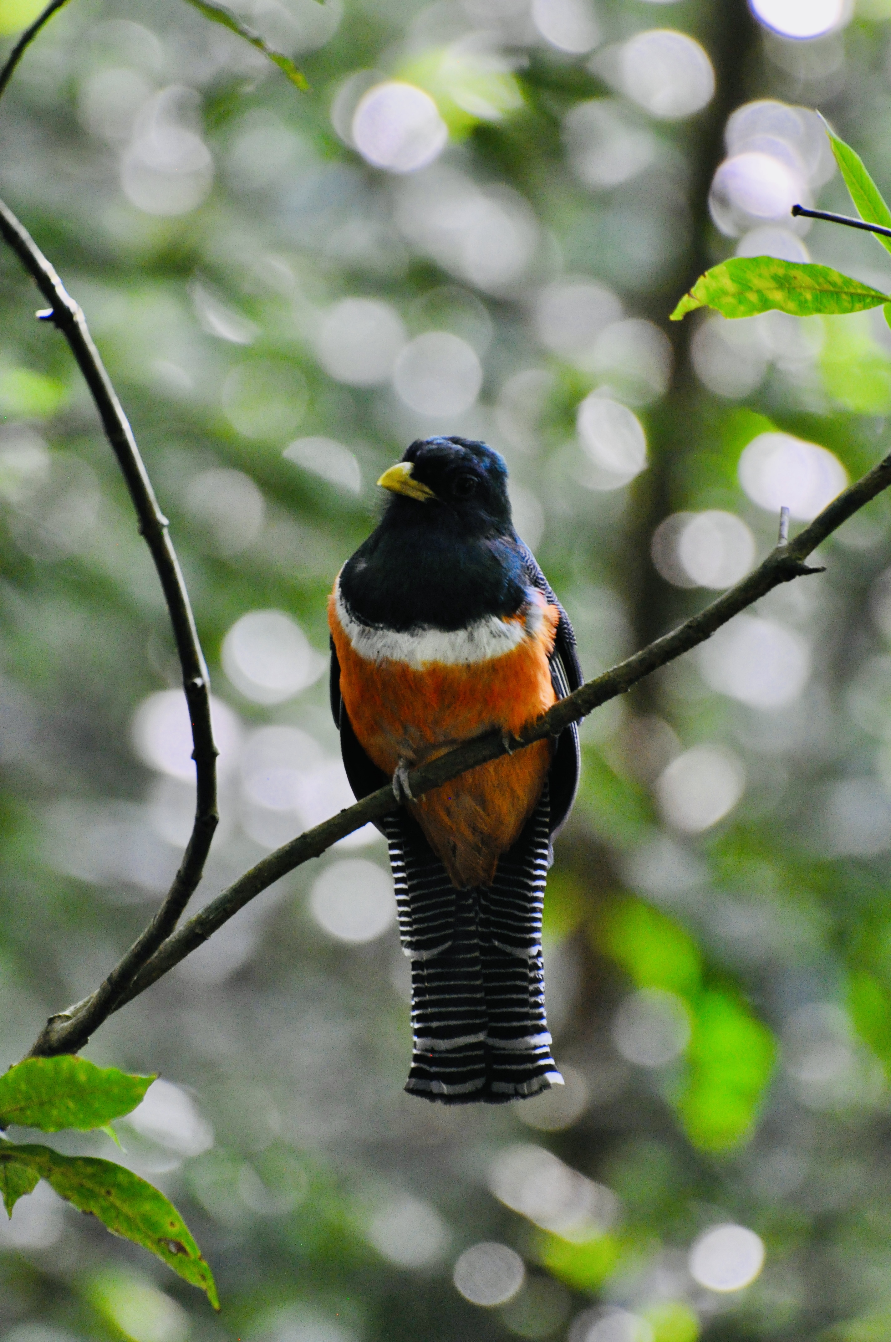 Foto aus Monteverde