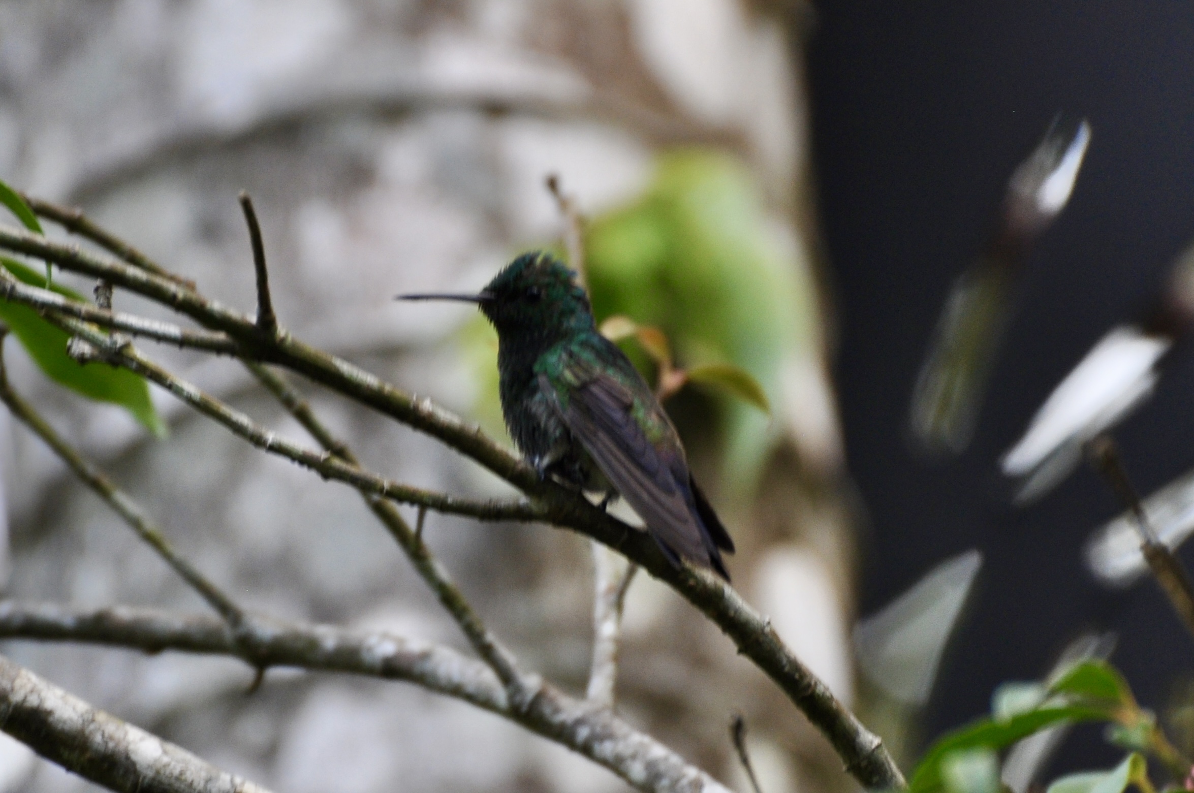 Foto aus Monteverde